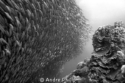 baitball of sardines on the edge of "Panorama"-Reef by Andre Philip 